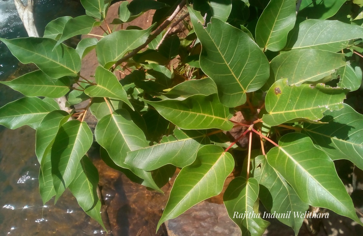 Ficus arnottiana (Miq.) Miq.